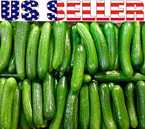 30 Persian Beit Alpha Cucumber Seeds Heirloom NON-GMO Crispy and Sweet Grown in the USA