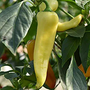 200 Capsicum Annum Hungarian Yellow Wax Pepper Vegetable Seeds 'My' #RR12