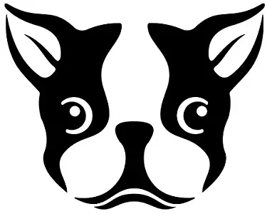 Cute Boston Terrier Dog Vinyl Decal Sticker | Cars Trucks Vans SUVs Windows Walls Cups Laptops | Black | 5.5 Inch | KCD2431B